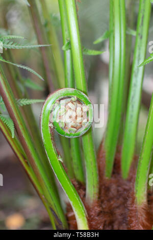 Un giovane germoglio delle dicksonia antarctica è una specie di albero sempreverde fern nativo di Australia orientale, che vanno dal sud-est Queensland, costiere Foto Stock