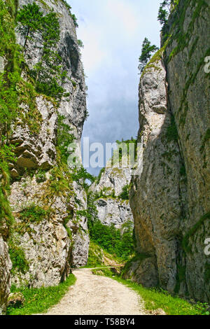 Parete di roccia che confinano con la valle (gamma alta tra 100 e 200m.) in Zarnesti Gorges (precipizio di Zarnesti), Carpazi romeni Foto Stock