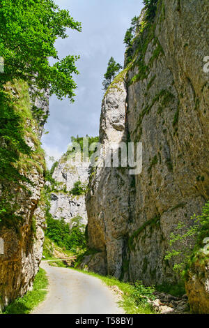 Parete di roccia che confinano con la valle (gamma alta tra 100 e 200m.) in Zarnesti Gorges (precipizio di Zarnesti), Carpazi romeni Foto Stock