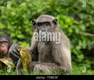Anziani Nigeria-Cameroon scimpanzé nella giungla Buanchor, Afi montagna, Nigeria meridionale Foto Stock