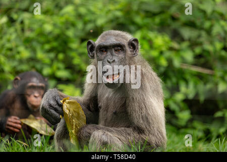 Anziani Nigeria-Cameroon scimpanzé nella giungla Buanchor, Afi montagna, Nigeria meridionale Foto Stock