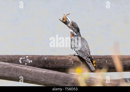 Il Gigante maschile Kingfisher (Megaceryle maxima) con il granchio preda nel becco appollaiato sul palo di legno a diga rurale, Western Cape, Sud Africa. Più Grande dell'Africa sub-sahariana Foto Stock