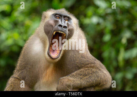 Trapanare monkey sbadigliare nell'Afi Mountain, Nigeria Foto Stock