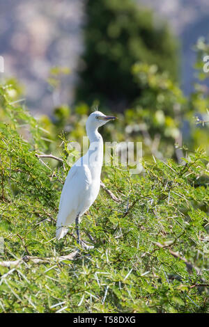 I capretti bianco occidentale airone guardabuoi estendendo il suo collo mentre in attesa di cibo in un'acacia, Leidam, Montagu, Western Cape, Sud Africa Foto Stock
