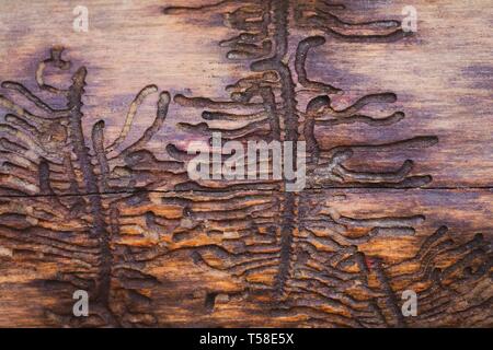 I condotti delle larve di abete europeo bostrico (Ips typographus) in legno, Stiria, Austria Foto Stock