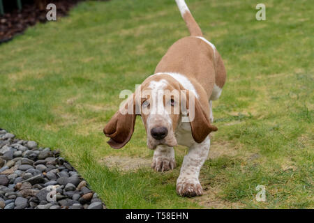 Renton, Washington, Stati Uniti d'America. Cinque mesi di età Basset Hound cucciolo 'Elvis' in esecuzione nel suo cortile. (PR) Foto Stock