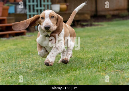 Renton, Washington, Stati Uniti d'America. Cinque mesi di età Basset Hound cucciolo 'Elvis' in esecuzione nel suo cortile umido, causando perdite di acqua per essere gettato. (PR) Foto Stock