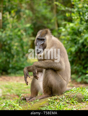 Sub-maschio adulto trapanare monkey Foto Stock