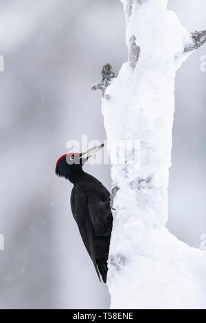 Picchio nero (Dryocopus martius) su un snowy tronco di albero, Kuusamo, Finlandia Foto Stock