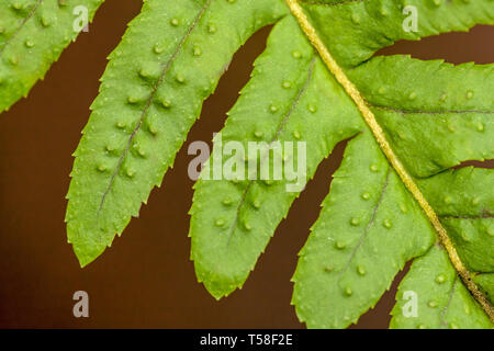 Issaquah, Washington, Stati Uniti d'America. Liquirizia Fern (Polypodium glycyrrhiza) close-up di volantini, noto anche come molti-footed felce o dolce Root. Foto Stock