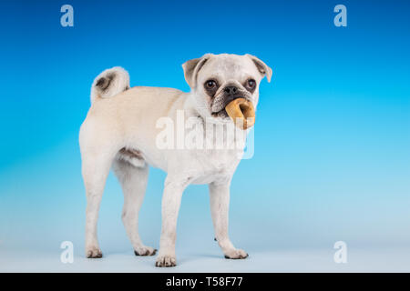 Max, un bianco Pug cucciolo, masticare su un osso in Issaquah, Washington, Stati Uniti d'America Foto Stock