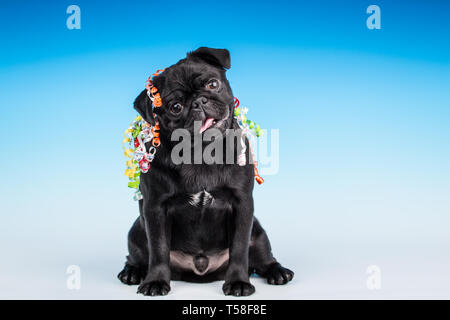 Kato, un nero Pug cucciolo con "Happy Birthday" nastro su di lui in Issaquah, Washington, Stati Uniti d'America Foto Stock