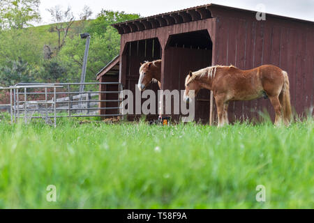 Due progetto belga cavalli (Equus caballus ferus) dormire in piedi con le loro bancarelle su il Biltmore Estate in Asheville, NC, Stati Uniti d'America Foto Stock