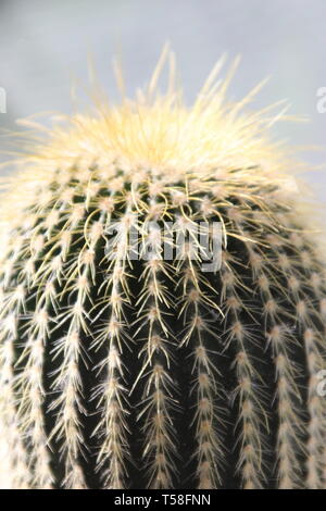 Trichocereus pasacana pianta di cactus con marinare a casa Foto Stock