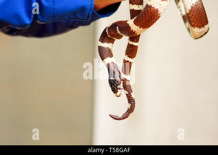 Ragazzo con serpenti. L'uomo tiene nelle mani del rettile re comune serpente Lampropeltis getula tipo di snake. Exotic Tropical a sangue freddo gli animali dello zoo. Il Pet. Foto Stock