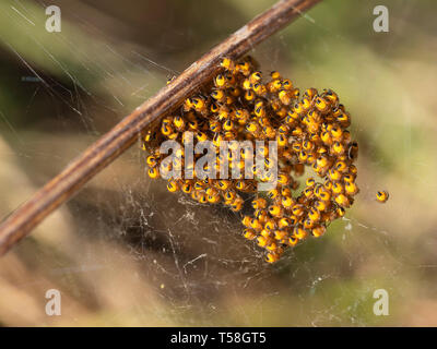 Baby orb weaver ragni, spiderlings, nel nido, giallo e nero e macro. Foto Stock