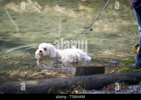 Cane Havanese nuotare nello stagno Foto Stock