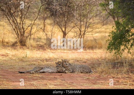 Cheetah - Acinonyx jubatus, bella carnivori da cespugli di africani e savane, Namibia. Foto Stock