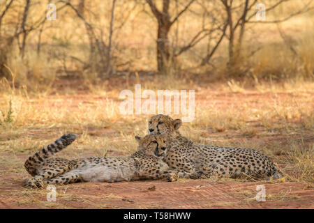 Cheetah - Acinonyx jubatus, bella carnivori da cespugli di africani e savane, Namibia. Foto Stock