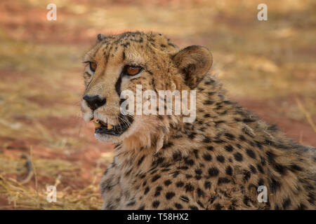 Cheetah - Acinonyx jubatus, bella carnivori da cespugli di africani e savane, Namibia. Foto Stock