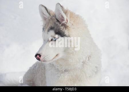 Carino siberian husky cucciolo è seduta su un bianco della neve. Tre mesi. Gli animali da compagnia. Cane di razza. Foto Stock