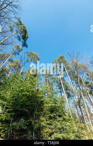 Pini tettoie in francese foresta con cielo blu chiaro in background Foto Stock