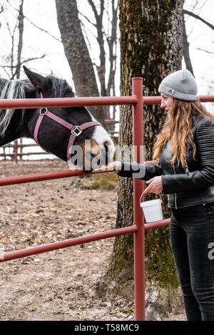 Carino mangiare cavallo da persone la mano Foto Stock