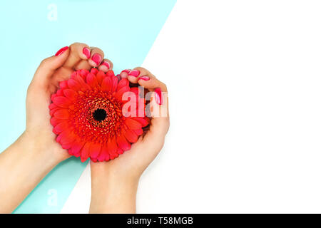 Mani femminili con corallo trendy nail design azienda gerbera su blu e sfondo bianco. Copia dello spazio. Foto Stock