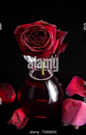 Unico red dead rose Foto Stock