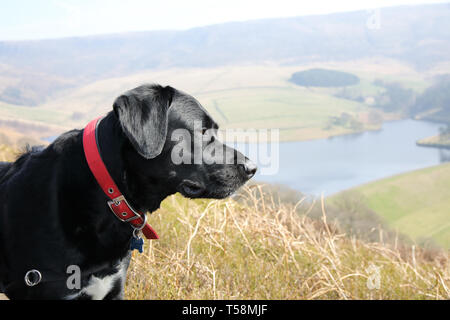 Il Labrador, Springer spaniel cross Foto Stock