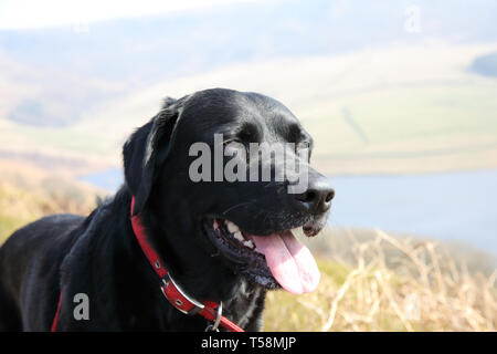 Il Labrador, Springer spaniel cross Foto Stock