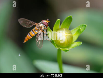 Ripresa macro di una marmellata o hoverfly Episyrphus balteatus su un germoglio di fiore Foto Stock