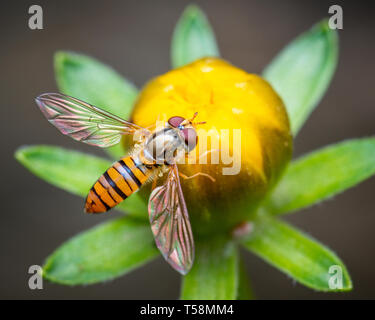 Ripresa macro di una marmellata o hoverfly Episyrphus balteatus su un germoglio di fiore Foto Stock