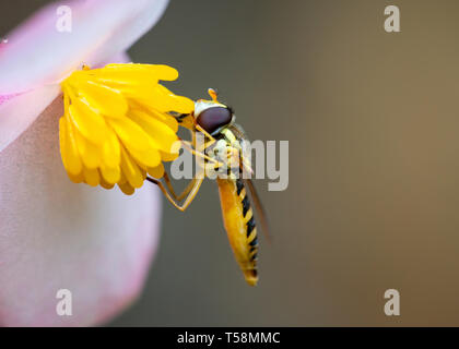 Ripresa macro di una marmellata o hoverfly Episyrphus balteatus mangiare il polline Foto Stock