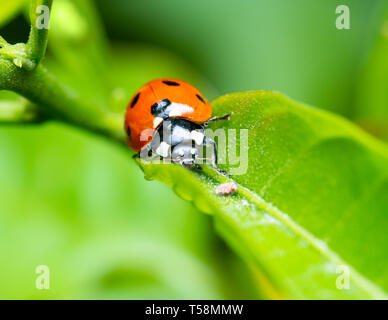 Ripresa macro di una coccinella su una foglia Foto Stock