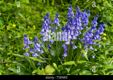 Un intrico di bluebells nella primavera fotografato in un cimitero. Foto Stock