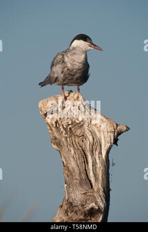 Mignattino piombato - Chlidonias hybridus appollaiato su un ramo Foto Stock