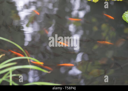 Goldfish e grigio piccoli pesci nuotano nello stagno. Foto Stock