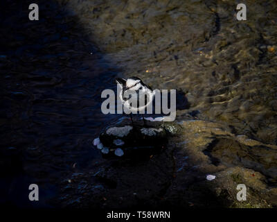 Un giapponese di black-backed wagtail, M. a. lugens, sorge brevemente in un fiume mentre è in corso la ricerca di cibo. Questo white wagtail sottospecie possono essere trovati througho Foto Stock