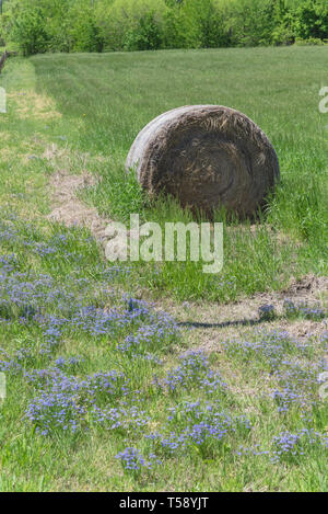 Paesaggio di campagna in Texas con la balla di fieno e fiori selvaggi blooming Foto Stock