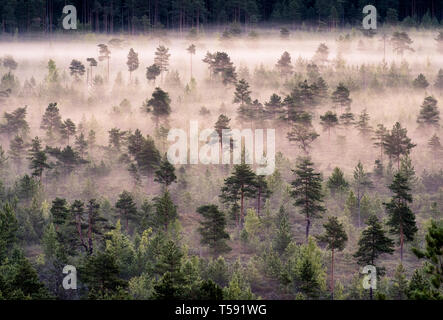 Scenic foggy paesaggio con umore foresta a mattinata estiva a Torronsuo national park, Finlandia. Angolo di Alta Vista aerea. Foto Stock