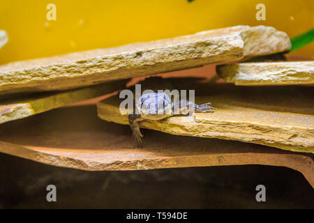 Snake in un zoo in un acquario chiuso. Rettile in cattività. Gli animali allo zoo. Animali pericolosi Foto Stock