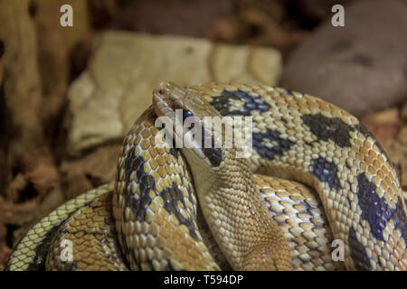 Snake in un zoo in un acquario chiuso. Rettile in cattività. Gli animali allo zoo. Animali pericolosi Foto Stock