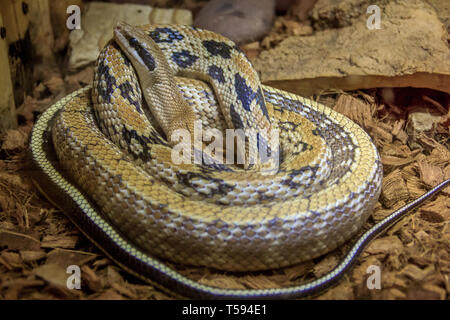 Snake in un zoo in un acquario chiuso. Rettile in cattività. Gli animali allo zoo. Animali pericolosi Foto Stock