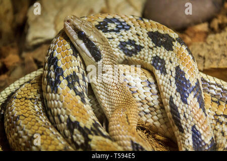 Snake in un zoo in un acquario chiuso. Rettile in cattività. Gli animali allo zoo. Animali pericolosi Foto Stock