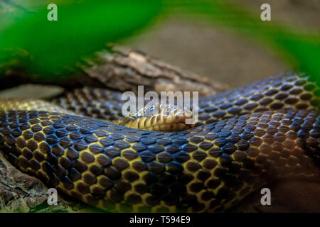 Snake in un zoo in un acquario chiuso. Rettile in cattività. Gli animali allo zoo. Animali pericolosi Foto Stock