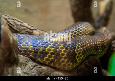 Snake in un zoo in un acquario chiuso. Rettile in cattività. Gli animali allo zoo. Animali pericolosi Foto Stock