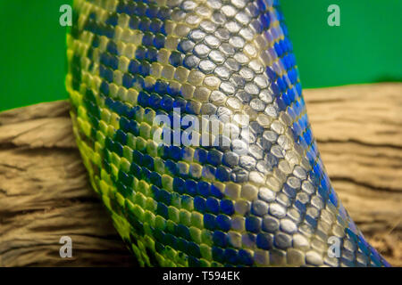 Snake in un zoo in un acquario chiuso. Rettile in cattività. Gli animali allo zoo. Animali pericolosi Foto Stock