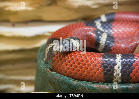 Snake in un zoo in un acquario chiuso. Rettile in cattività. Gli animali allo zoo. Animali pericolosi Foto Stock