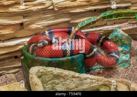 Snake in un zoo in un acquario chiuso. Rettile in cattività. Gli animali allo zoo. Animali pericolosi Foto Stock